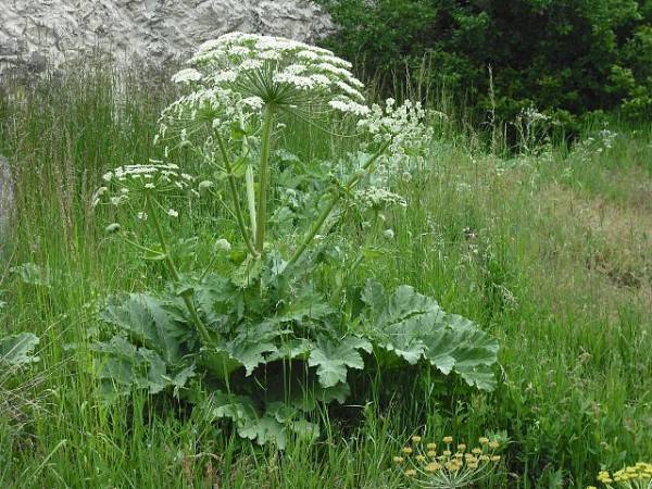 Zdjęcie: Informacja  w sprawie niebezpiecznej rośliny- Barszcz ...